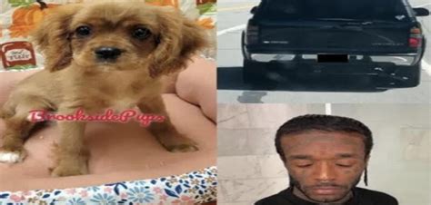 Suspects in stolen puppy case turn themselves in